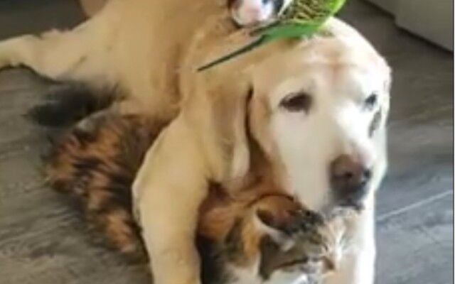 犬、猫、鳥、モルモットの異種間家族。みんなで集まってぽかぽかなひと時