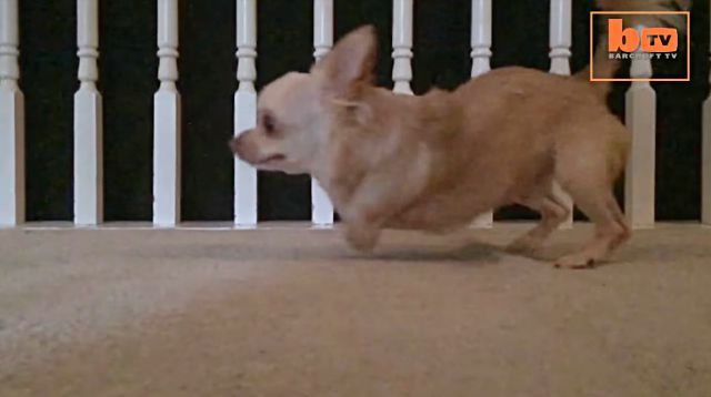 chickennchihuahua6
