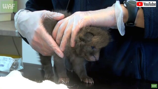 babyfoxes5_640