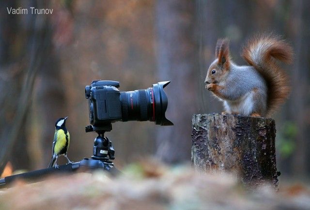 squirrel-photography-russia-vadim-trunov-1-1_e