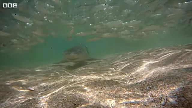 lemonsharks3