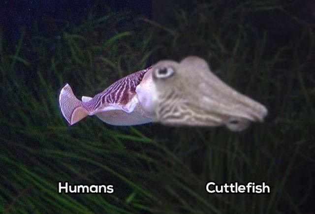 whatanimalsees7