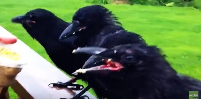 babycrows3_e