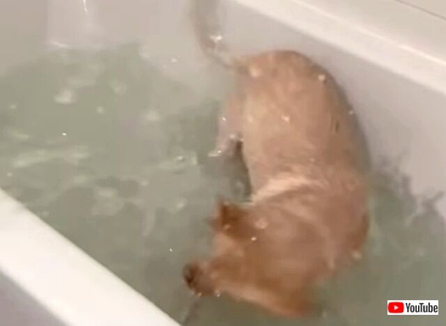 bathtime3_640