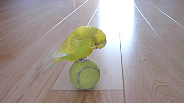 budgie4