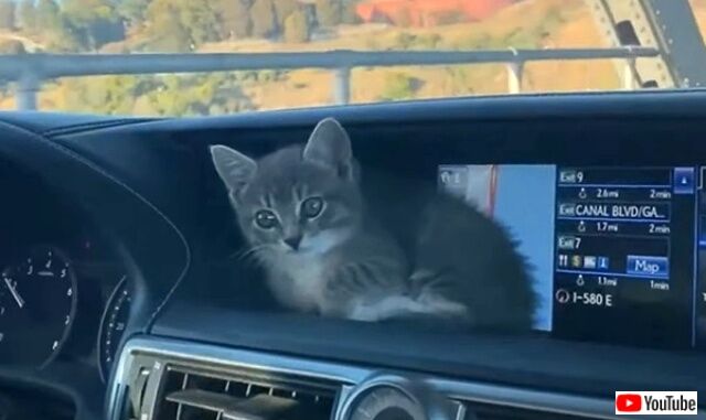 drivingcats5_640