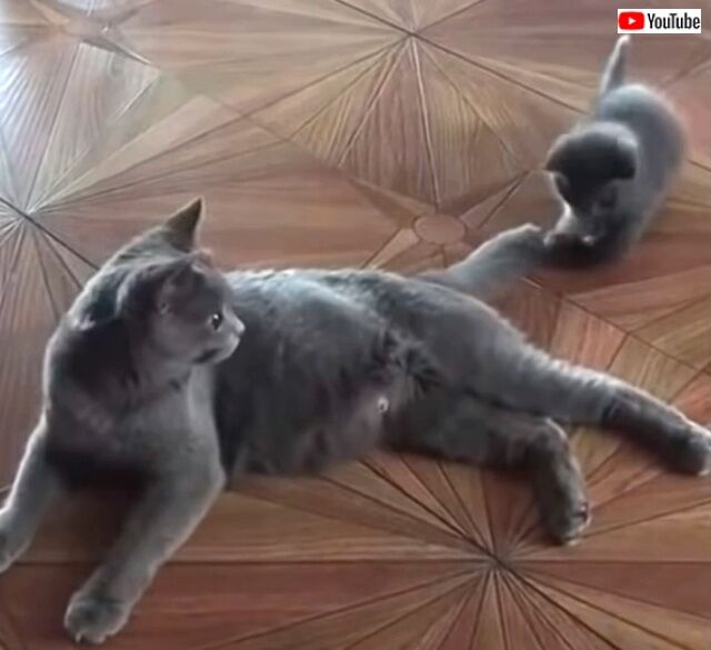 momnkitten2_640