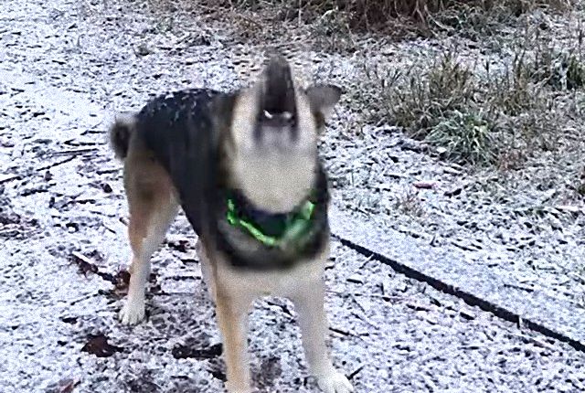 snowdog5_e
