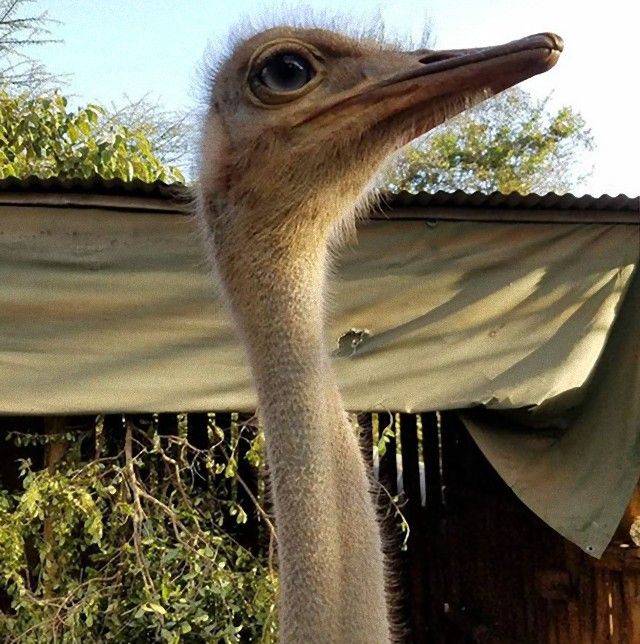 ostrich-snuggles-orphaned-elephants-2_e