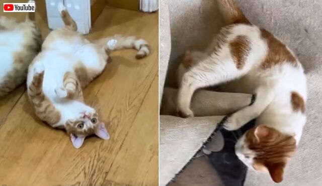 愛猫ズ「行かニャいでったら行かニャいで！」出かけるご主人を身体を張って止める家猫と居候猫たちの可愛いこと