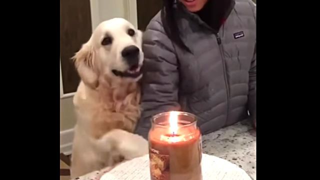 protectivedog3