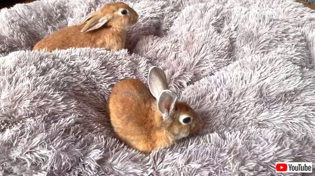 rabbitsngolden2_640