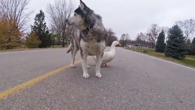 dog-duck-friendship-max-quackers2