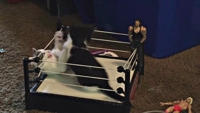 catandtoy2