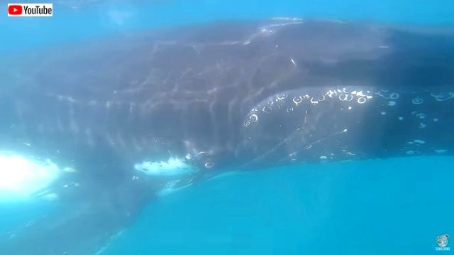 frendlywhales1_640