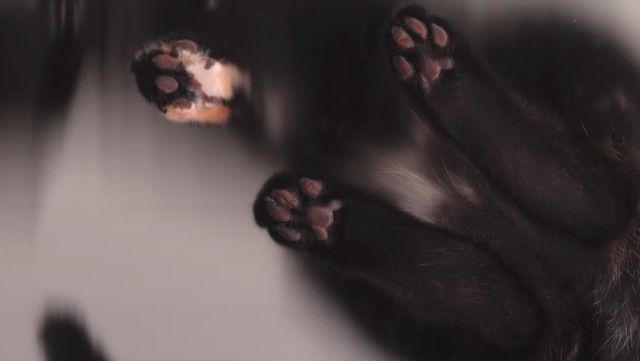 copycat7_e