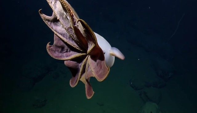 umbrellaoctopus7_e