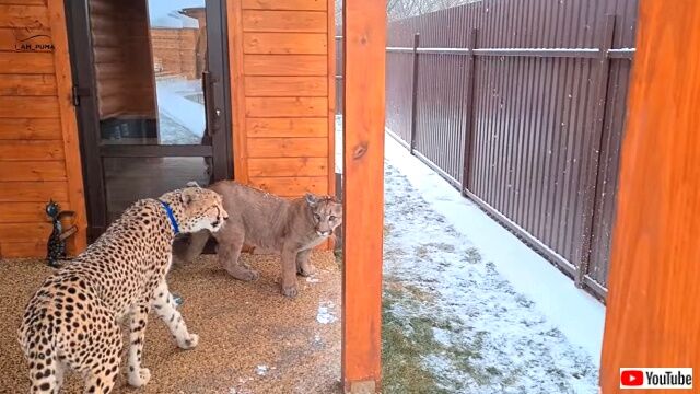 snowpuma8_640