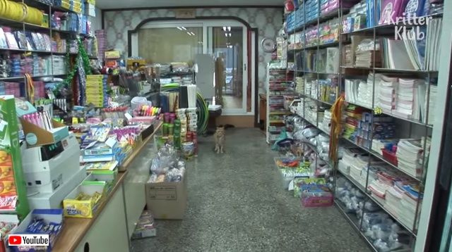 deliverycat4_640