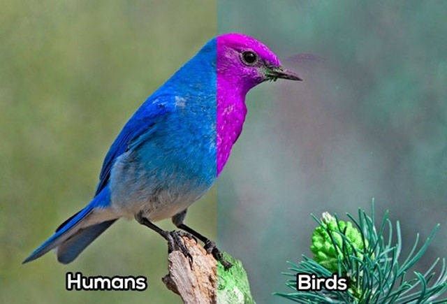 whatanimalsees1