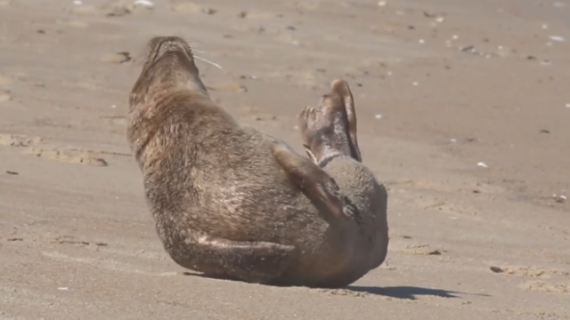 seal-4_e