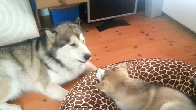 malamute5