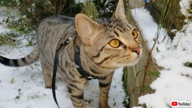 冬がきた！初めて見る雪に怪訝そうな表情を見せる猫