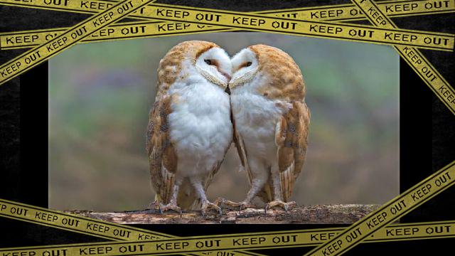 owl1-frame