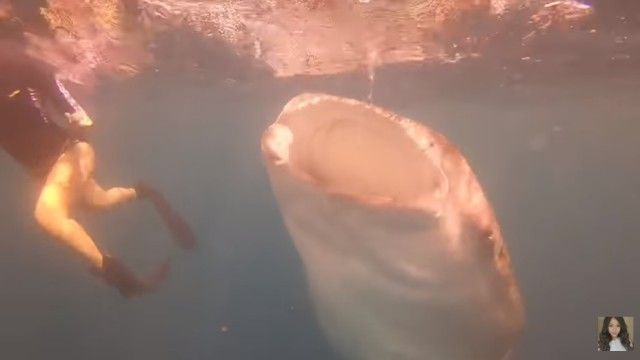 whalesharkdive2_e