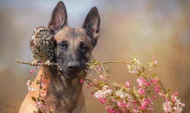 フクロウと愛犬と森の狐。秋の夜長、穏やかで幻想的な時間を楽しむ写真集