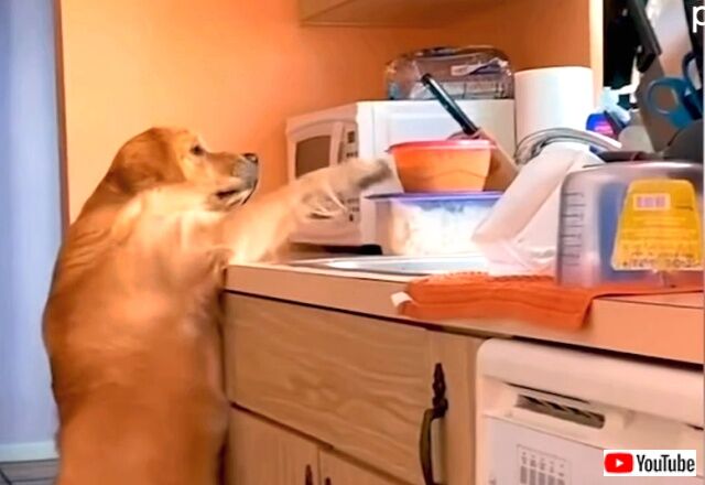 bestpets5_640