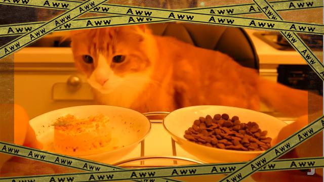 catfood-f [www-frame