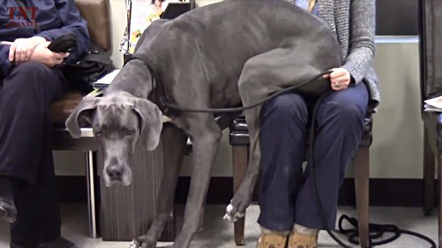 bigdogs8