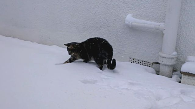 catmeetssnow4