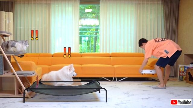 milkynroomba2_640