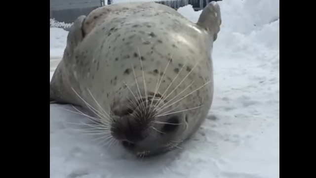 seal-1_e