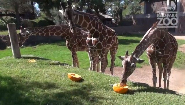 halloweenatzoo6_e