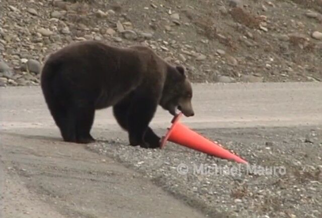 bearncone2_e