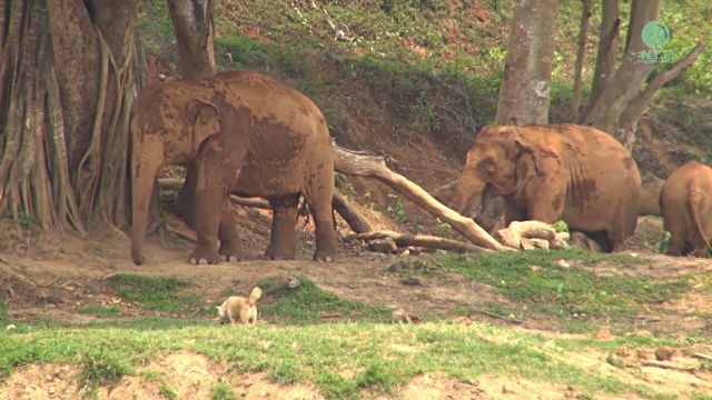 elephantndog3