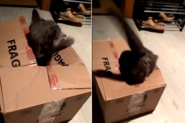 cutekittens12_e
