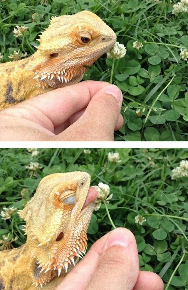 cute-reptiles-1131__605_e