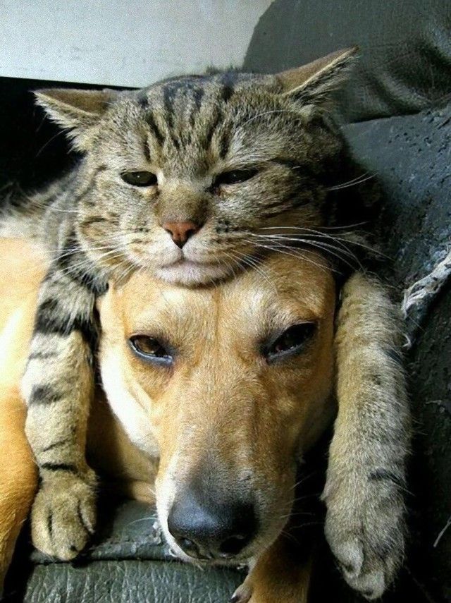 catsndogs6_e