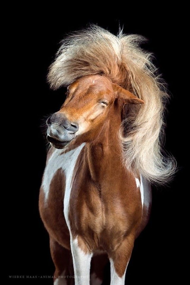 horse20_e