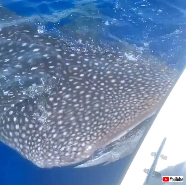 whaleshark2_640