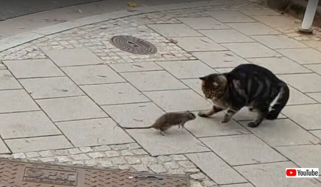 catseesrat4_640