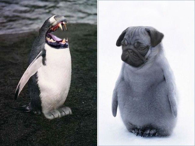 penguin12_e