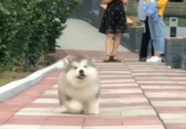 malamutepuppy6_e