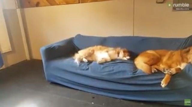 dreamingdog1_e