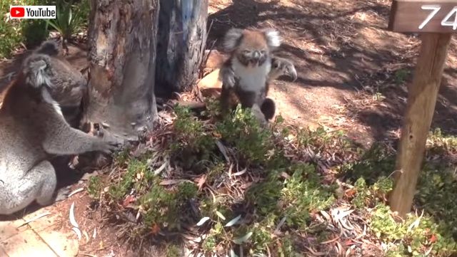 koalagetkicked7_640