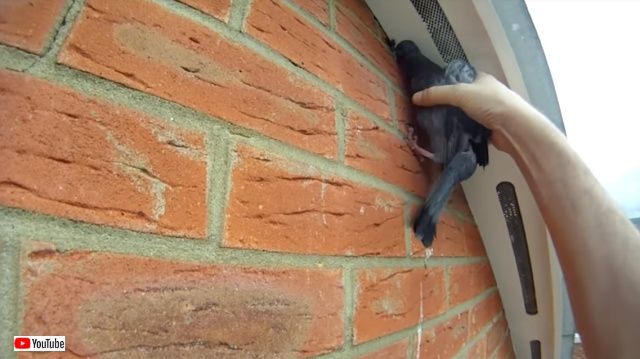pigeonrescue4_640